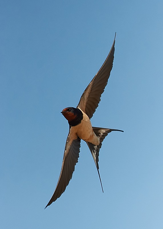 7 - Swallow