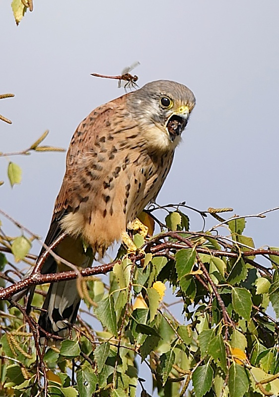 66 - Kestrel