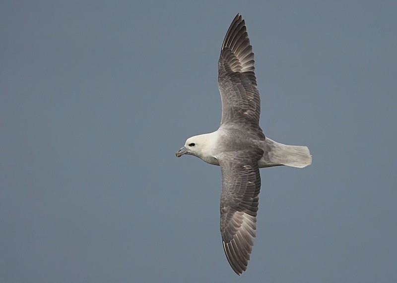 30 - Fulmar