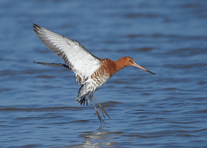 23 - Black-tailed Godwit