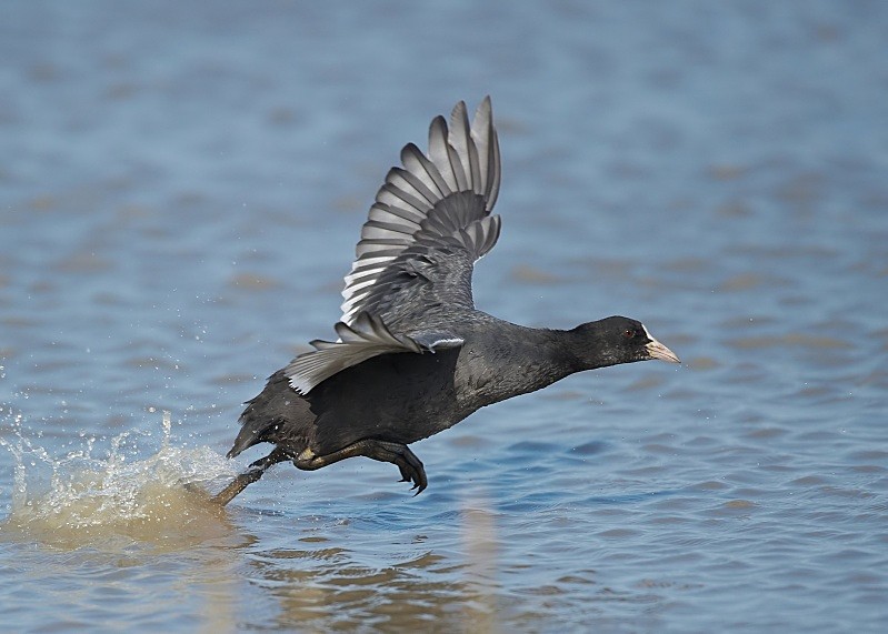 2 - Coot
