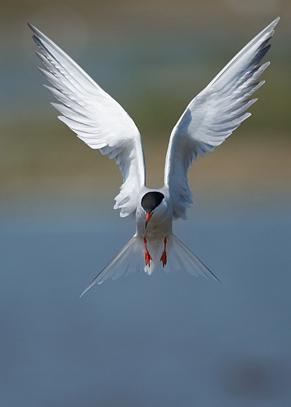 17 - Common Tern