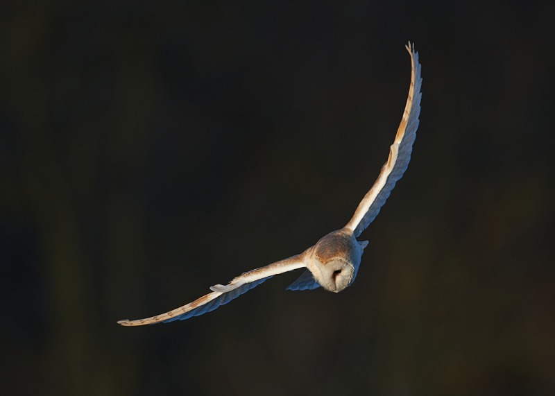 7 - Barn Owl