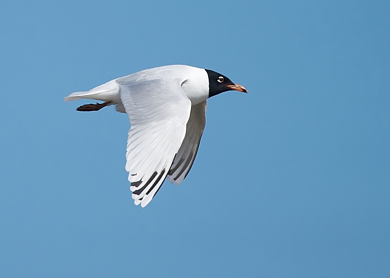 14 - Mediterranean Gull