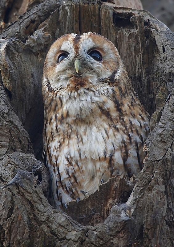 1 - Tawny Owl