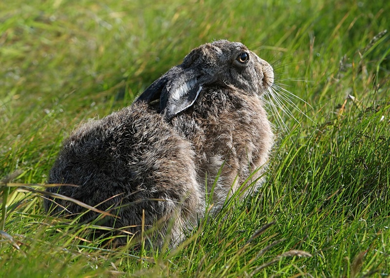 8 - Brown Hare