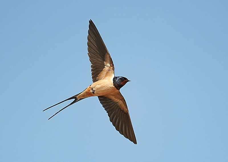 8 - Swallow