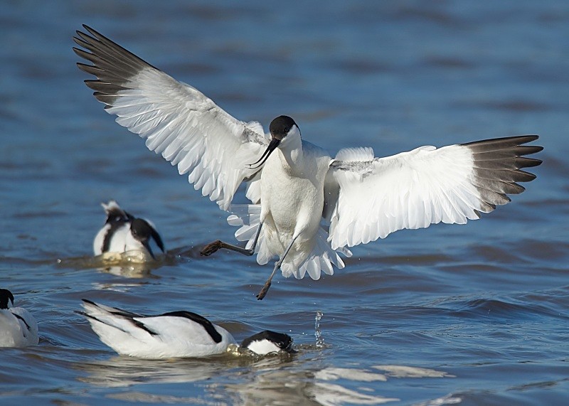 13 - Avocet