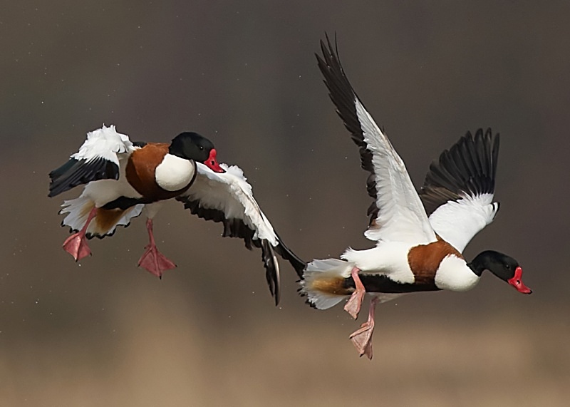 18 - Shelduck