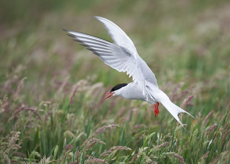 7 - Arctic Tern