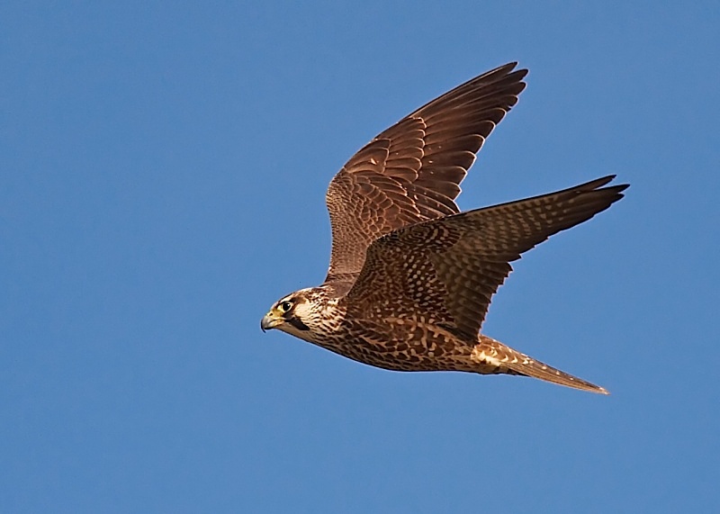8 - Peregrine