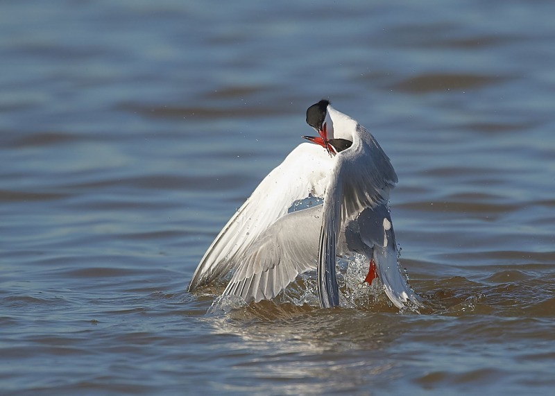 5 - Common Tern