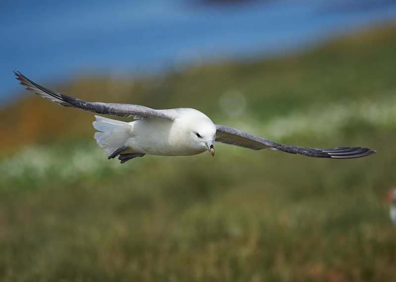 19 - Fulmar