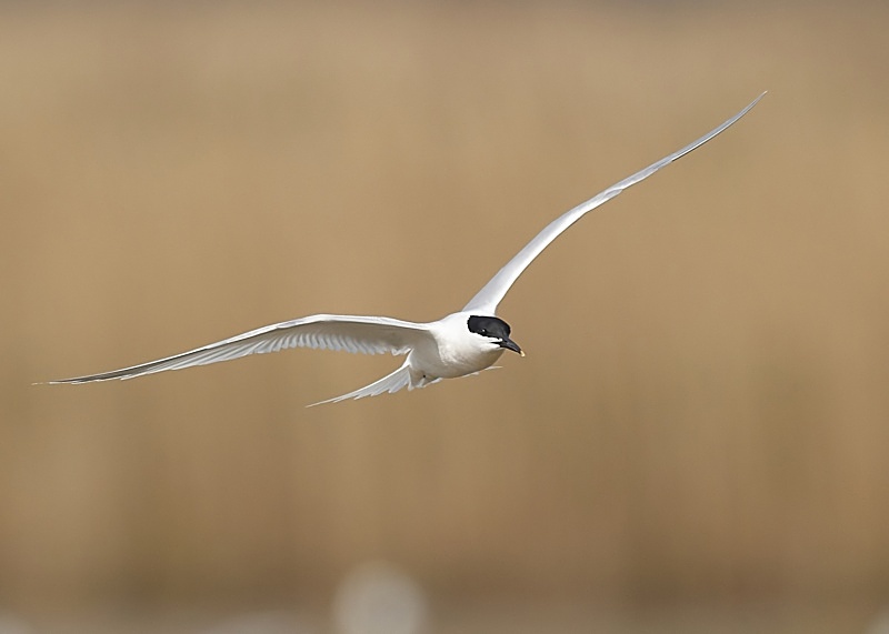 11 - Sandwich Tern