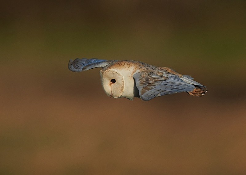 11 - Barn Owl
