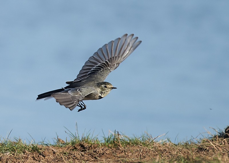 2 - Pied Wagtail