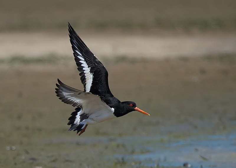 25 - Oystercatcher