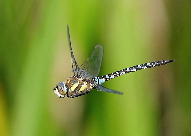 1 - Migrant Hawker Dragonfly
