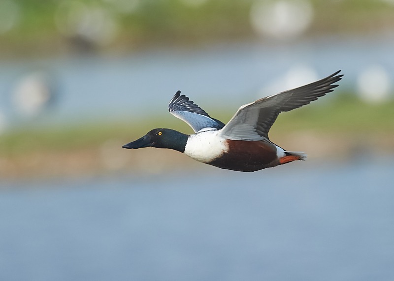 8 - Shoveler