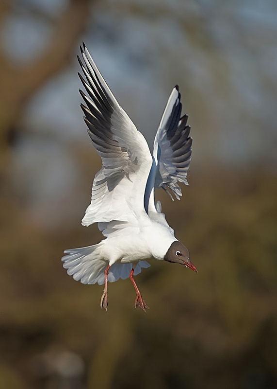 7 - Black-headed Gull