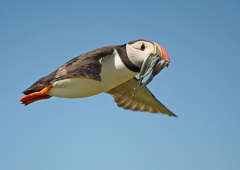33 - Puffin