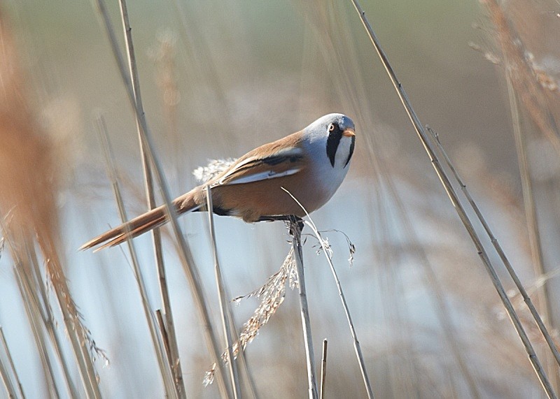 13 - Bearded Tit