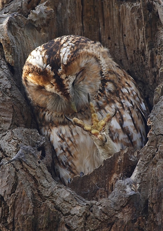4 - Tawny Owl