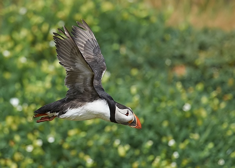 9 - Puffin