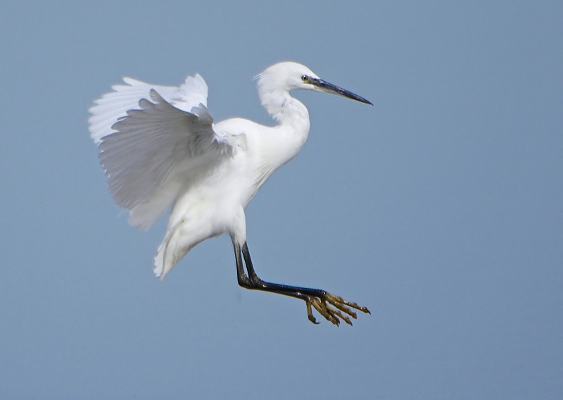 13 - Little Egret
