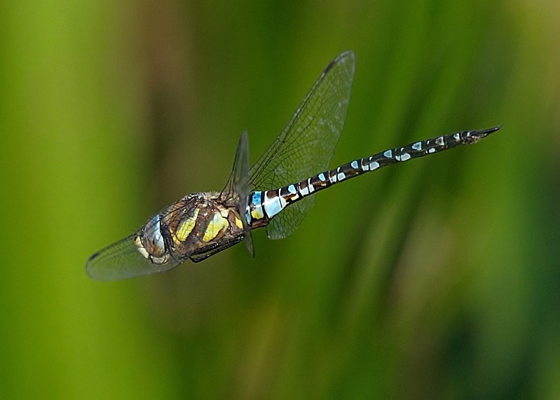 4 - Migrant Hawker Dragonfly