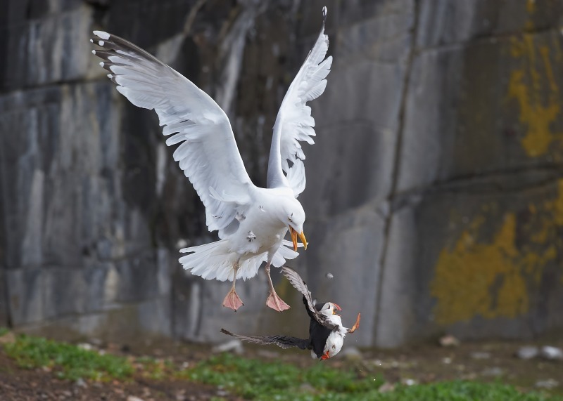 3 - Puffin