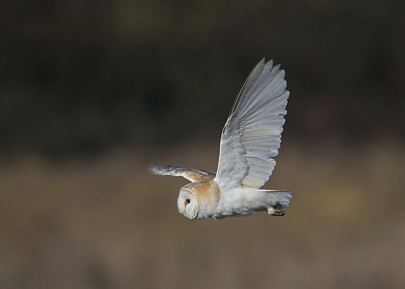 51 - Barn Owl