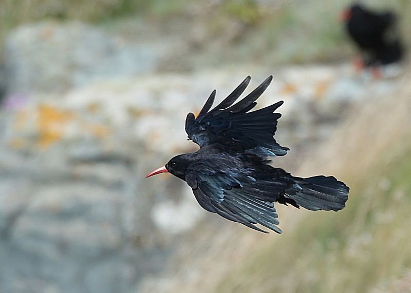 5 - Chough