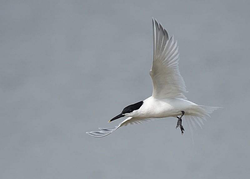 13 - Sandwich Tern