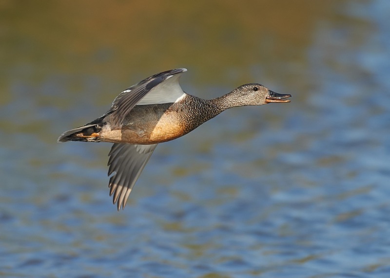 13 - Gadwall