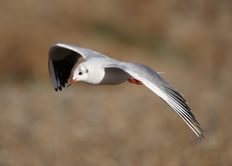 4 - Black-headed Gull