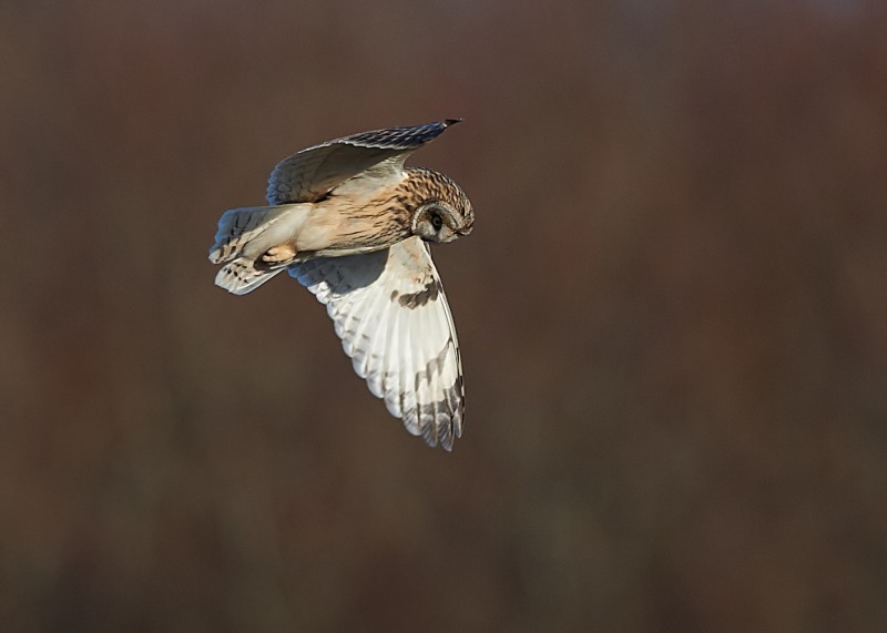 6 - Short-eared Owl