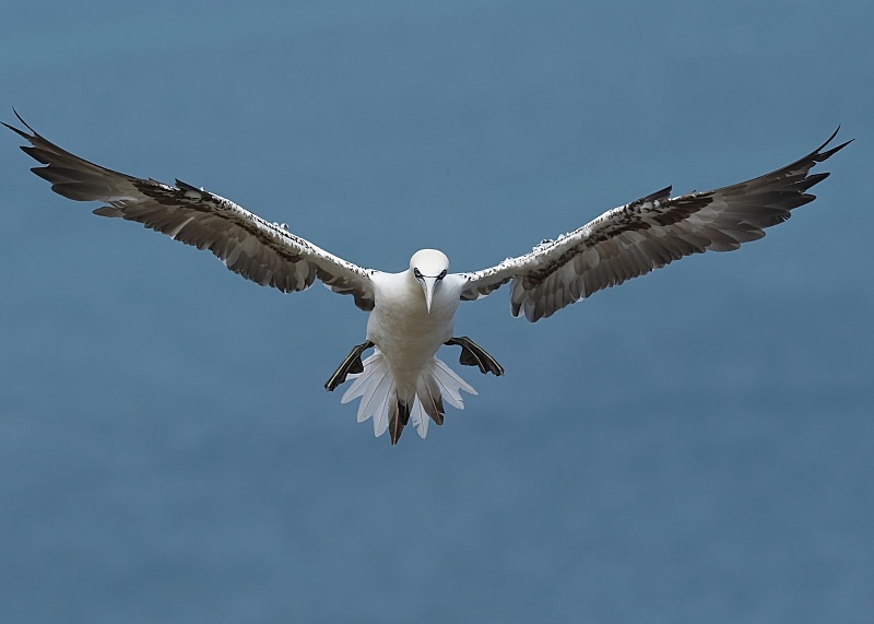 25 - Gannet