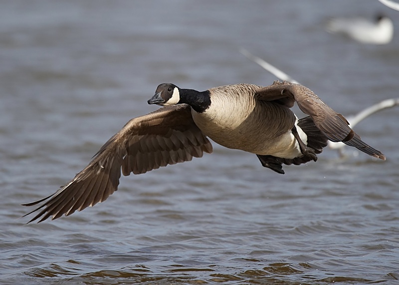 4 - Canada Goose