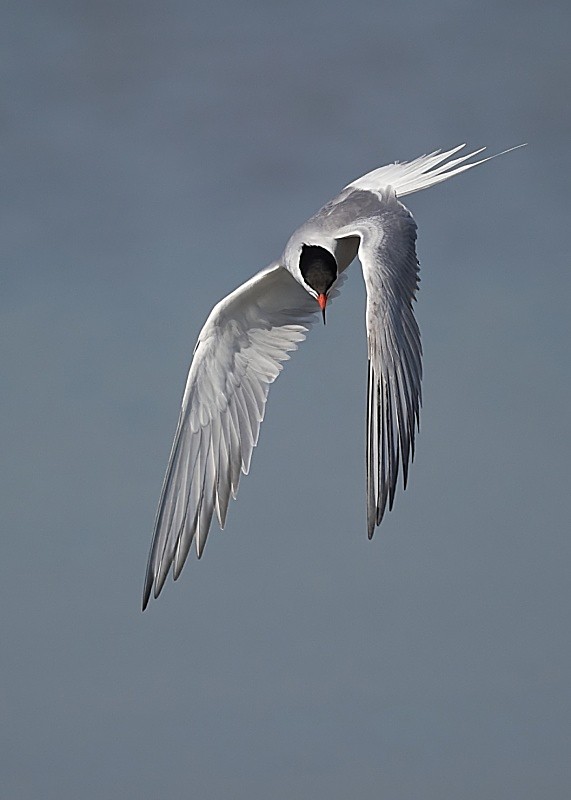 9 - Common Tern