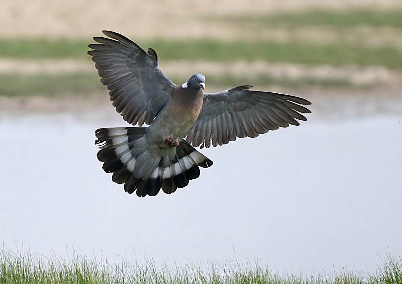 9 - Woodpigeon