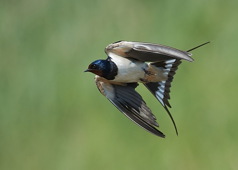 3 - Swallow