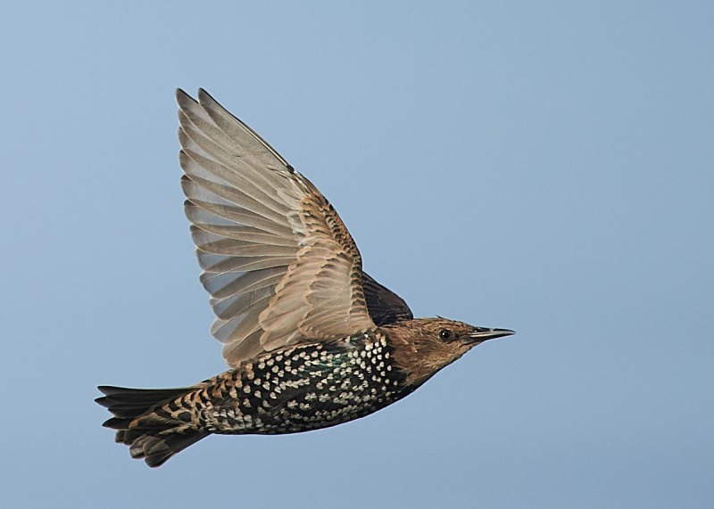 2 - Starling