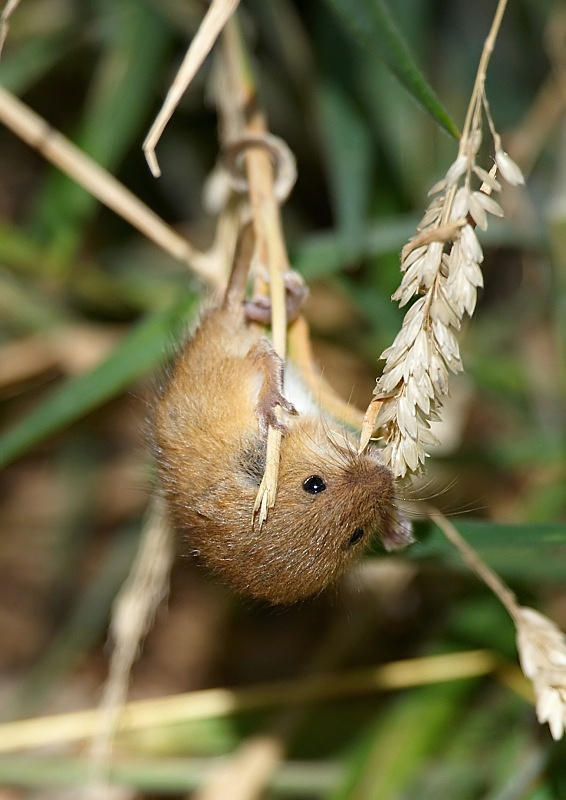 7 - Harvest Mouse