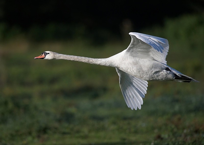 5 - Mute Swan