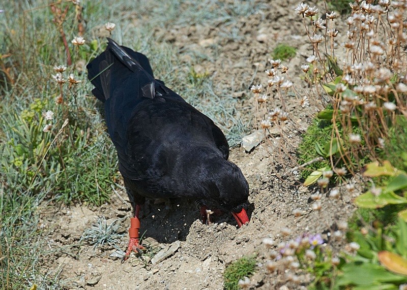 18 - Chough