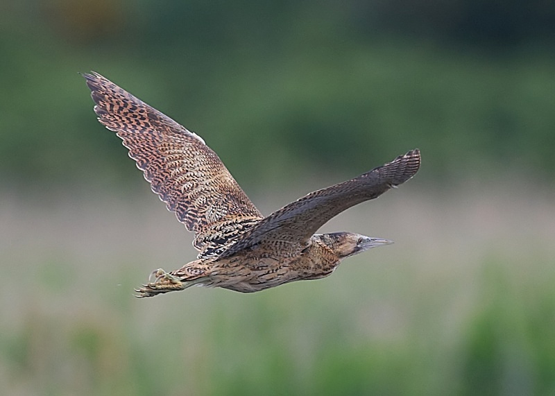 4 - Bittern