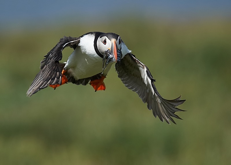 5 - Puffin