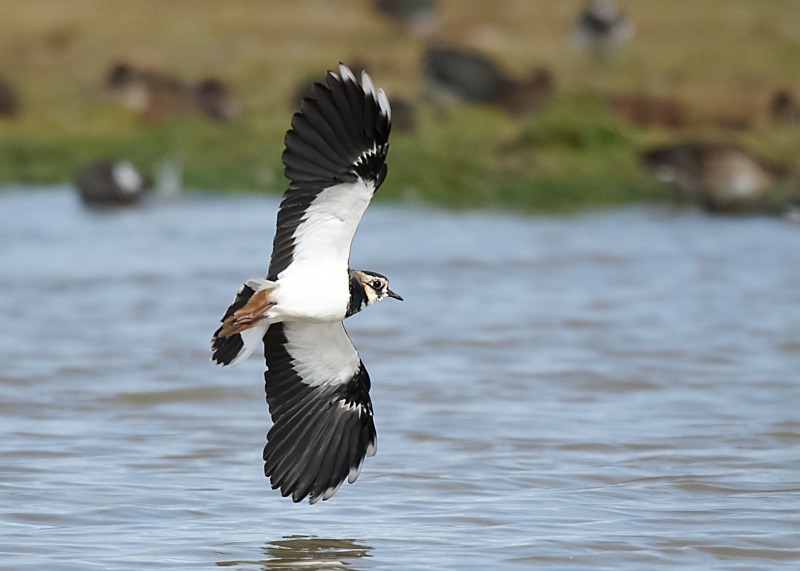 8 - Lapwing