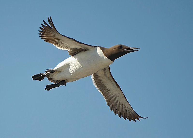 15 - Guillemot